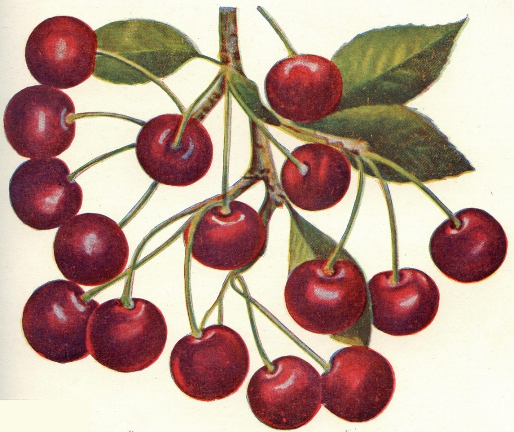 Мичурин (Ултраплодная)
