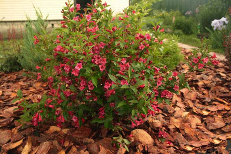 Θάμνος Weigela