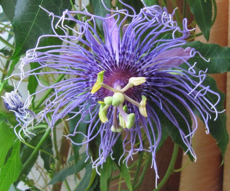 Passiflora Indigo
