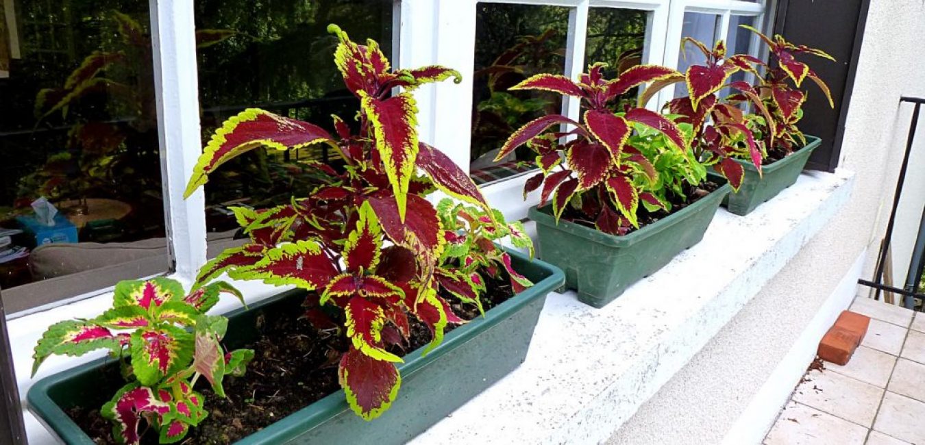 Coleus στο περβάζι