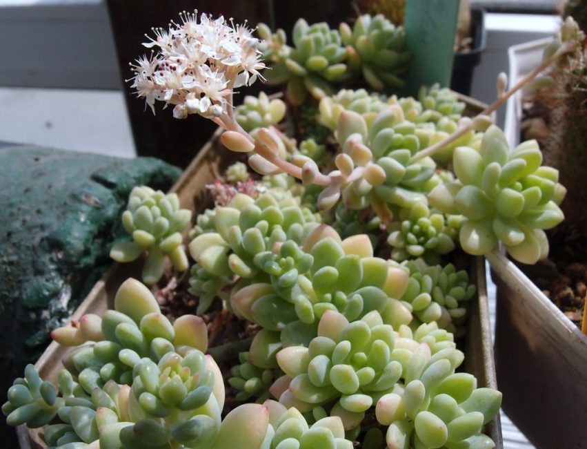  cultivo de piedra