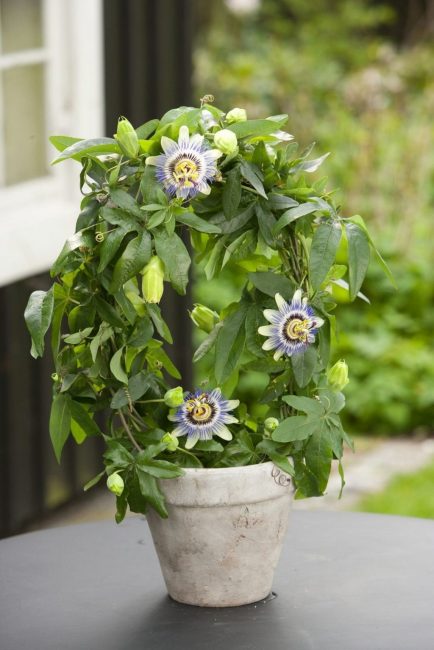 Passiflora otthon