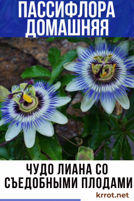golgotavirág virág otthon