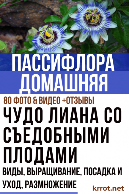 Golgotavirág vagy golgotavirág