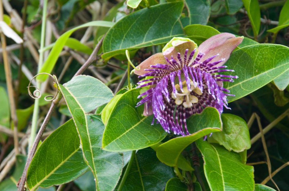 Passiflora Laurifolia