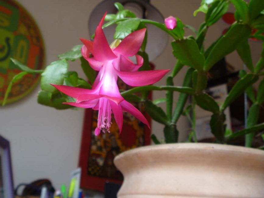 Schlumbergera en flor