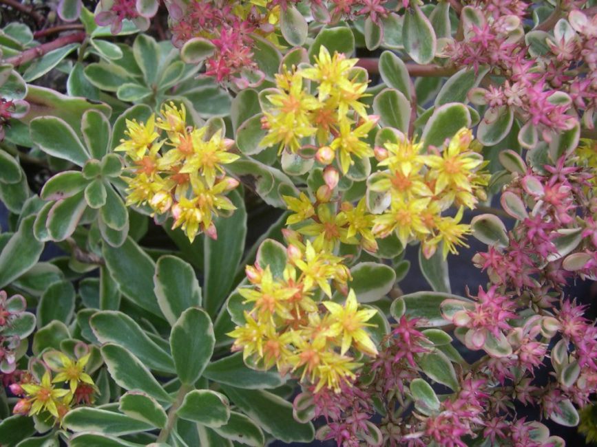 Se pueden crear composiciones interesantes a partir de variedades decorativas abigarradas de stonecrop.