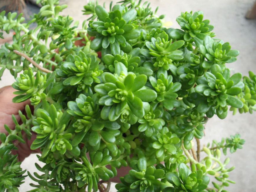 Las hojas carnosas de sedum contienen muchas sustancias útiles. La parte vegetativa de la planta se utiliza como materia prima medicinal.