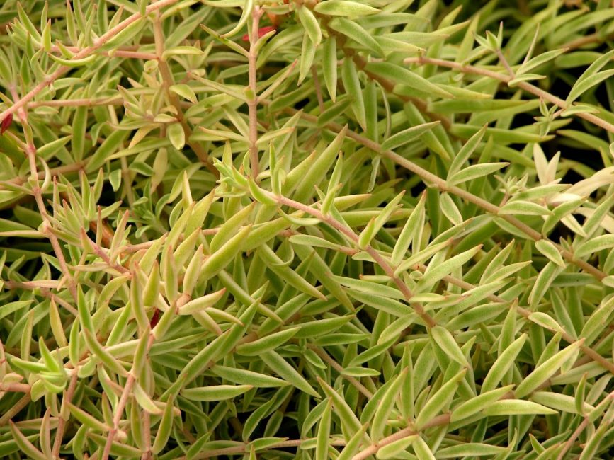 Sedum lineal