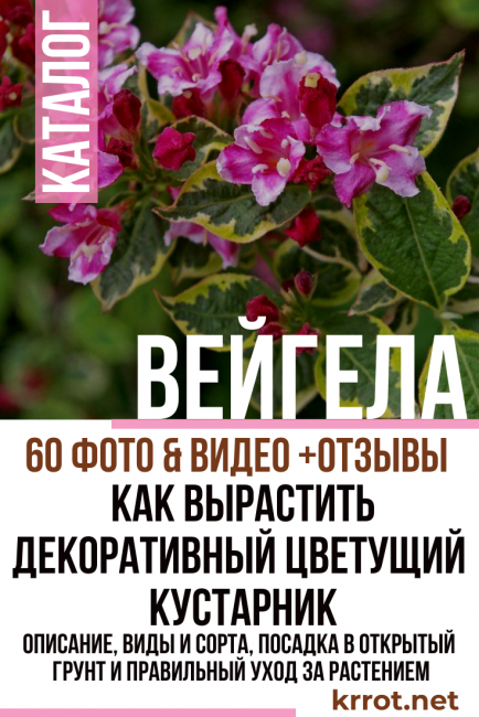 φύτευση και φροντίδα weigela