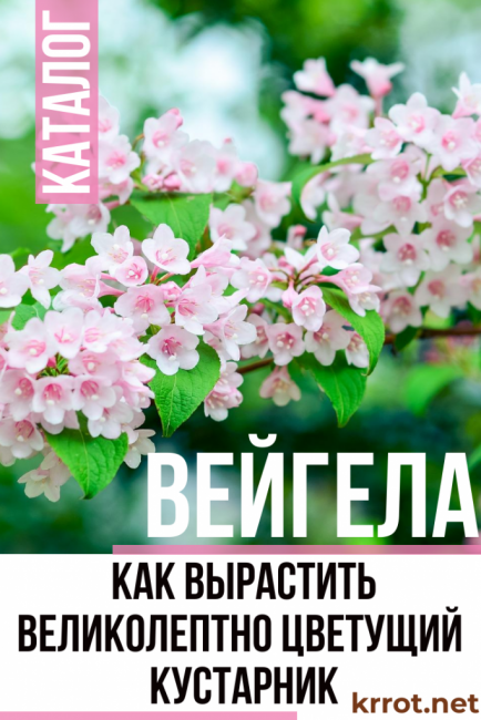 φύτευση και φροντίδα weigela