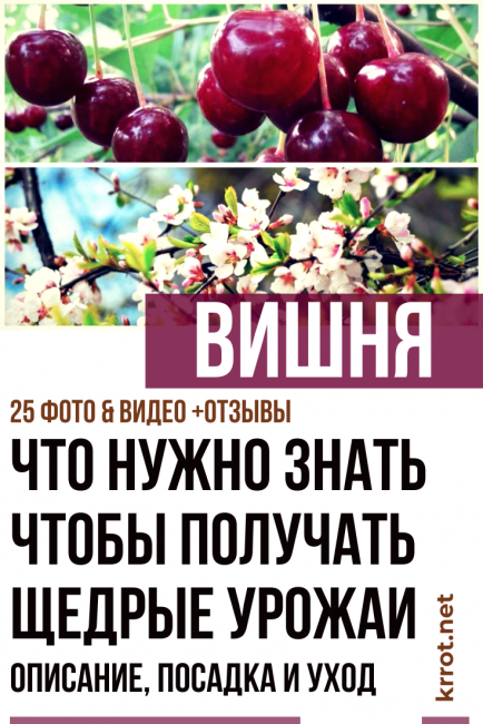 череша