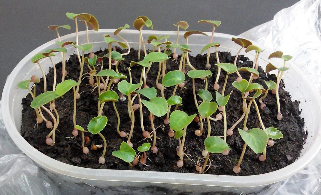 Plàntules de ciclamen abans de plantar en tests individuals