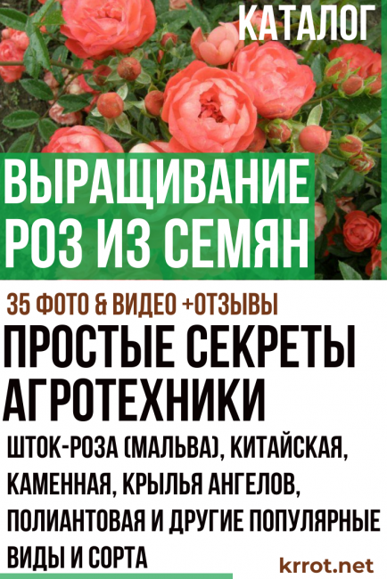 Καλλιέργεια τριαντάφυλλων από σπόρους