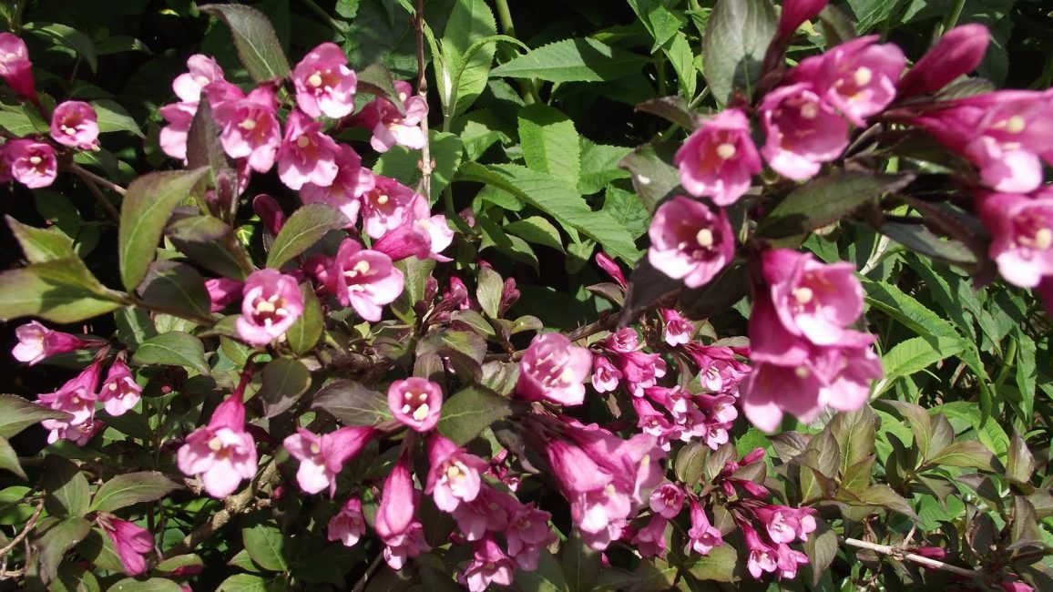 Weigela Nana Purpurea