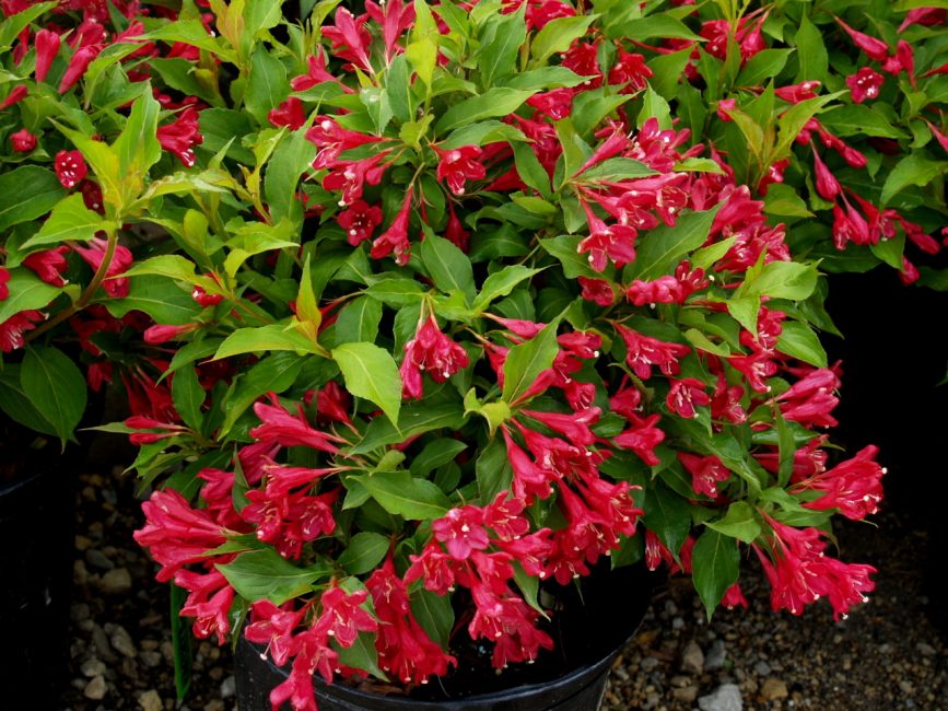 Weigela υβριδική Rumba