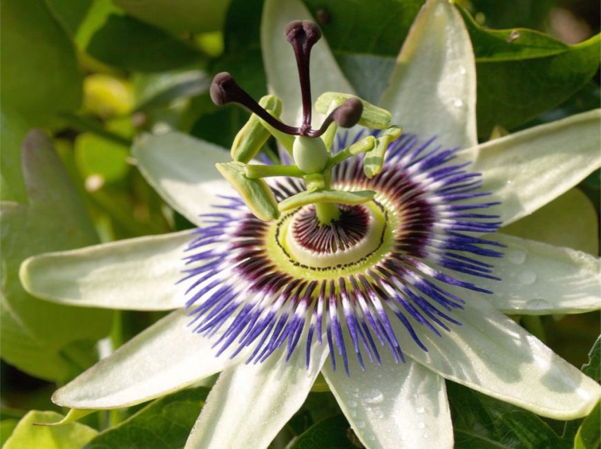Passiflora kék, golgotavirág