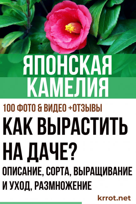Japon kamelyası