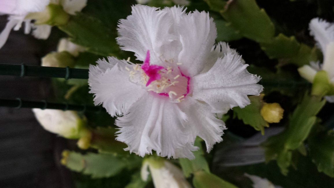 Schlumbergera Aspen (Aspen)