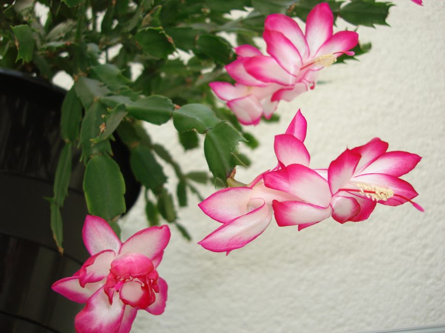 Schlumbergera truncada: les flors blanques com la neu de la planta amb un centre carmesí brillant de forma irregular delecten la vista