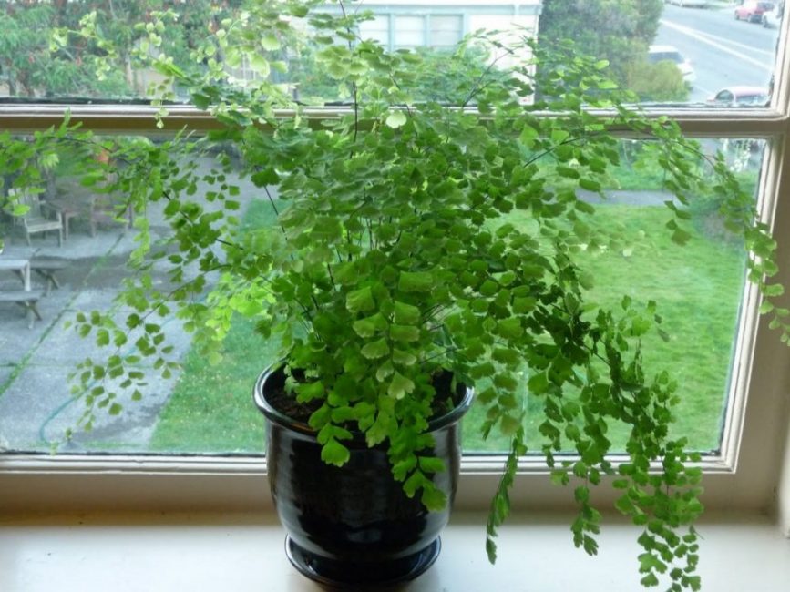 Τρίχα Adiantum Venus