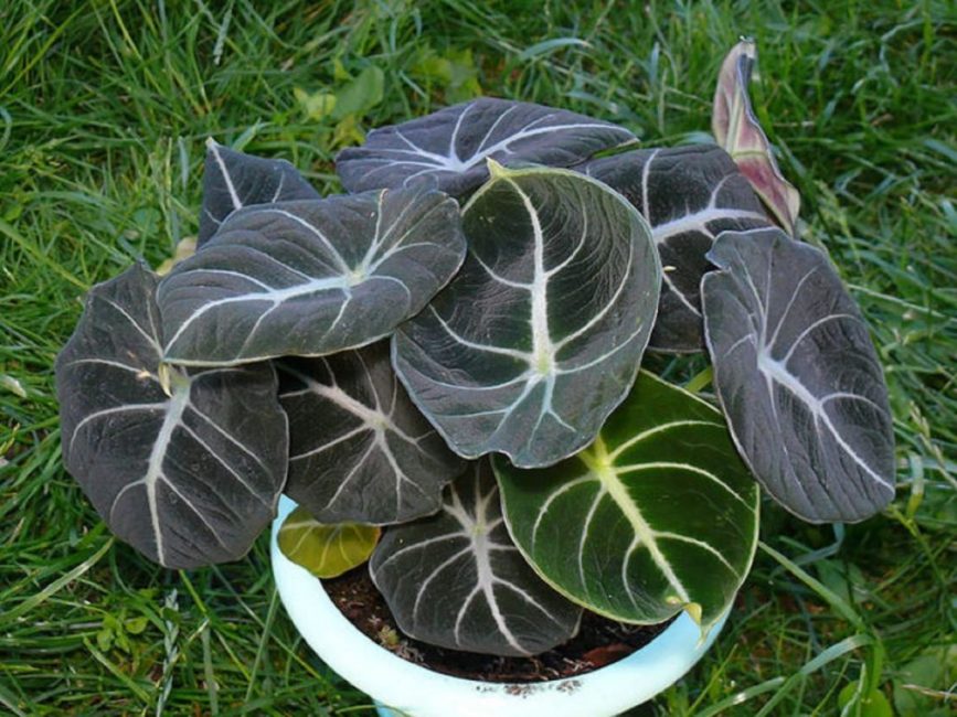 Alocasia μεγάλο ρίζωμα