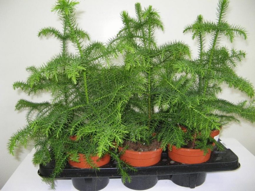 Araucaria ετερόφυλλη