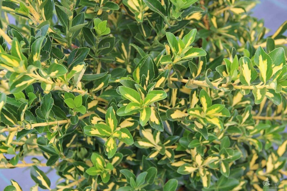 Euonymus Japanese Mediopyctus