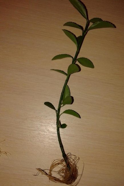  Μίσχος Euonymus με ρίζες.