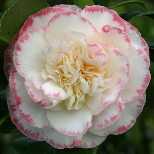 Margaret Davis Camelia 'Margaret Davis'
