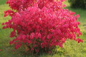 Euonymus: Περιγραφή του φυτού, ειδών και ποικιλιών, καλλιέργεια, φύτευση στο ύπαιθρο και φροντίδα, αναπαραγωγή (65+ Φωτογραφίες & Βίντεο) + Κριτικές