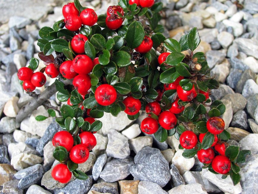 Cotoneaster