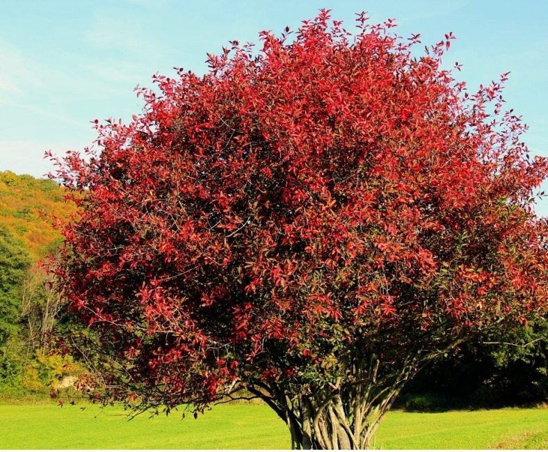 Euonymus European Sherwood