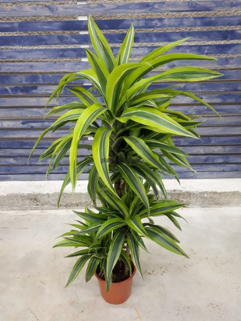 Dracaena deremskaya