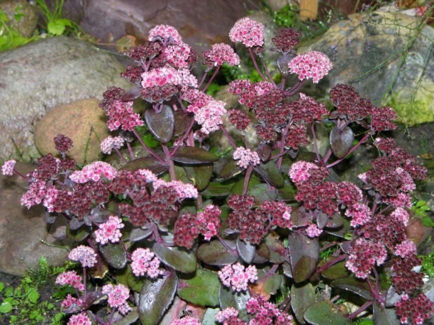Cosecha de piedra (Sedum) Linda Windsor