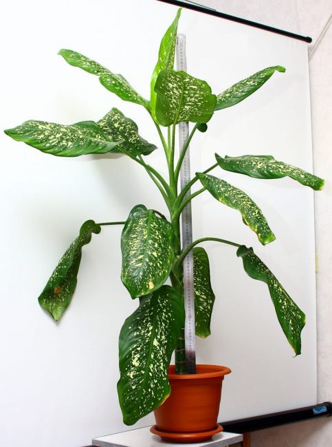 στίγματα dieffenbachia