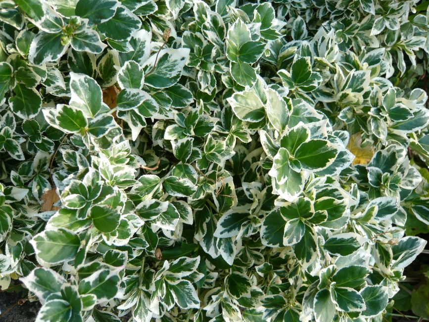 Ο Euonymus Emerald Gaiety του Fortune