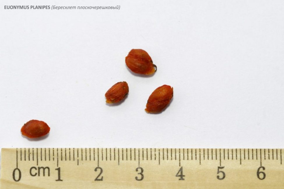 Σπόροι Euonymus
