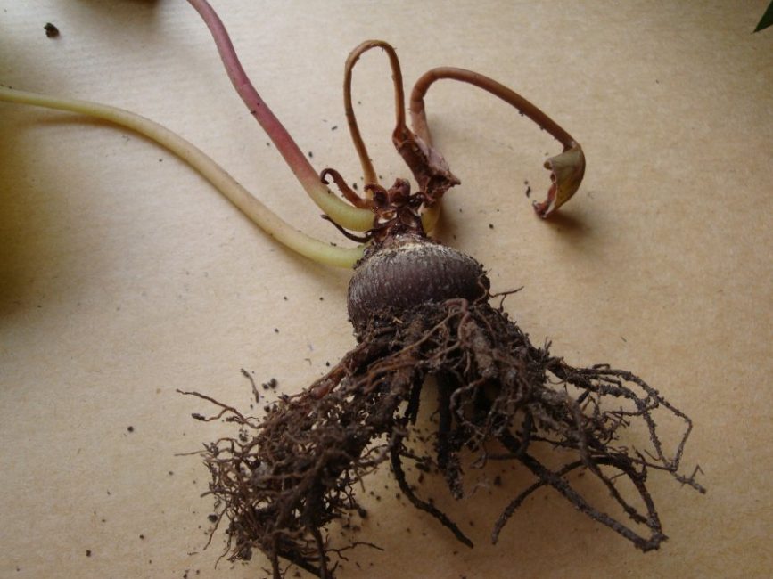 Sistema radicular del ciclamen