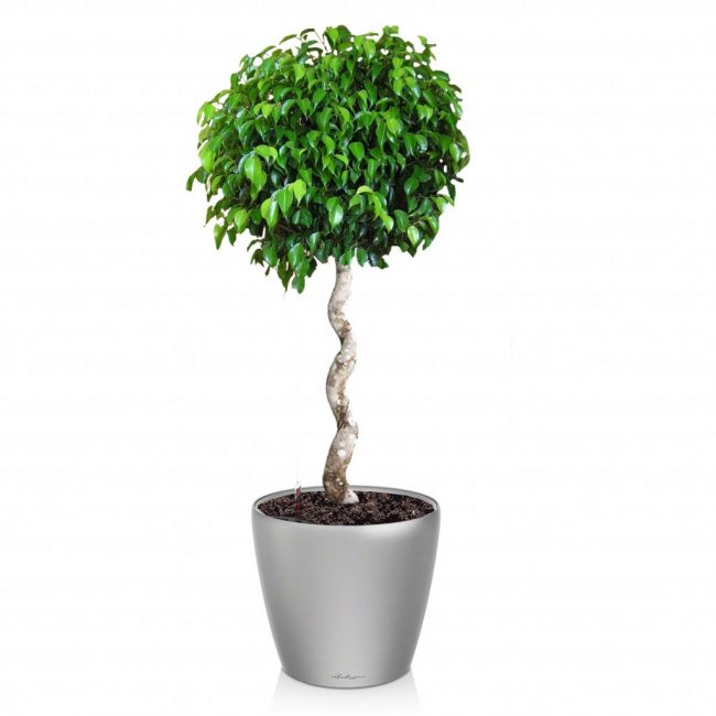 ficus benjamina