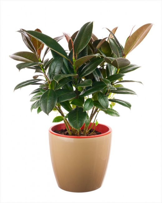 Ficus από καουτσούκ