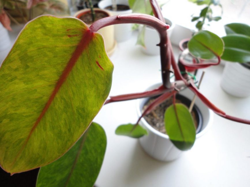Philodendron κοκκίνισμα