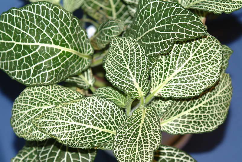 Fittonia με λευκές φλέβες