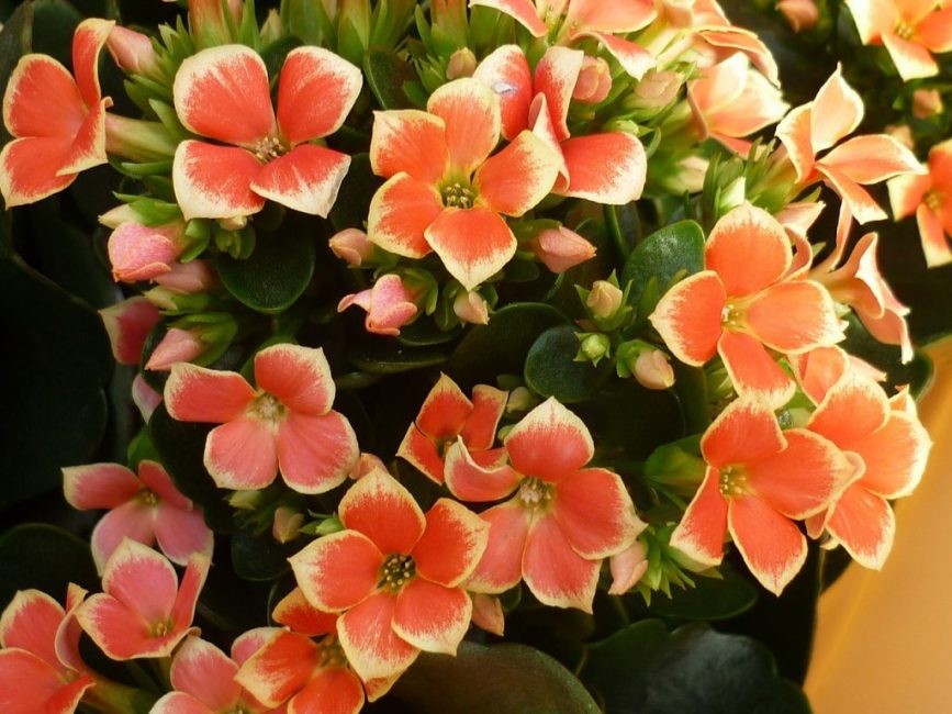 La belleza del cultivo de piedra y la carnosidad de las hojas, así como su saturación, depende de si las plantas reciben suficientes nutrientes.