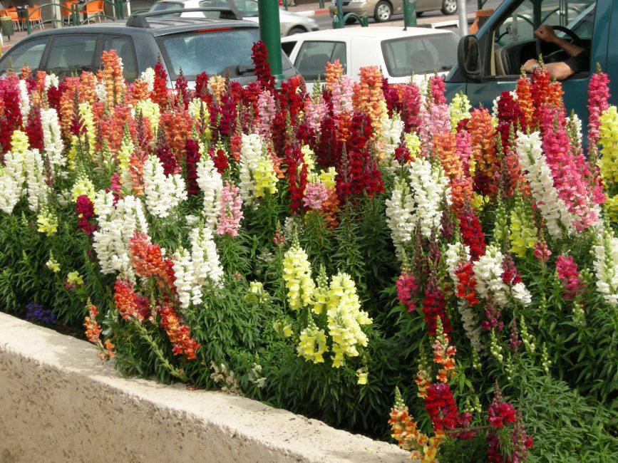 Snapdragon-kukkien kauneus on silmiinpistävää kaukaa