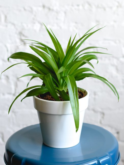 Chlorophytum λοφιοφόρος