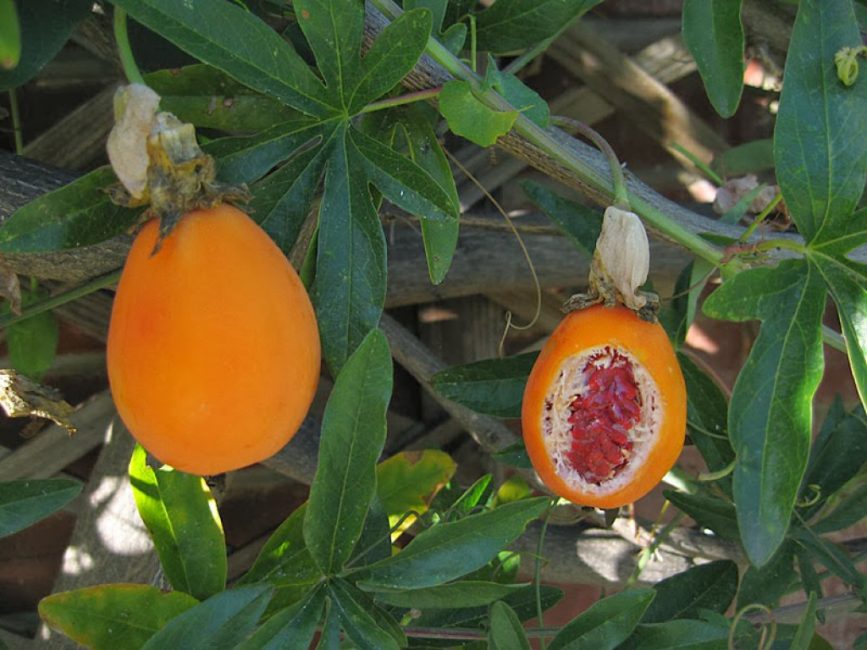 Maracuja