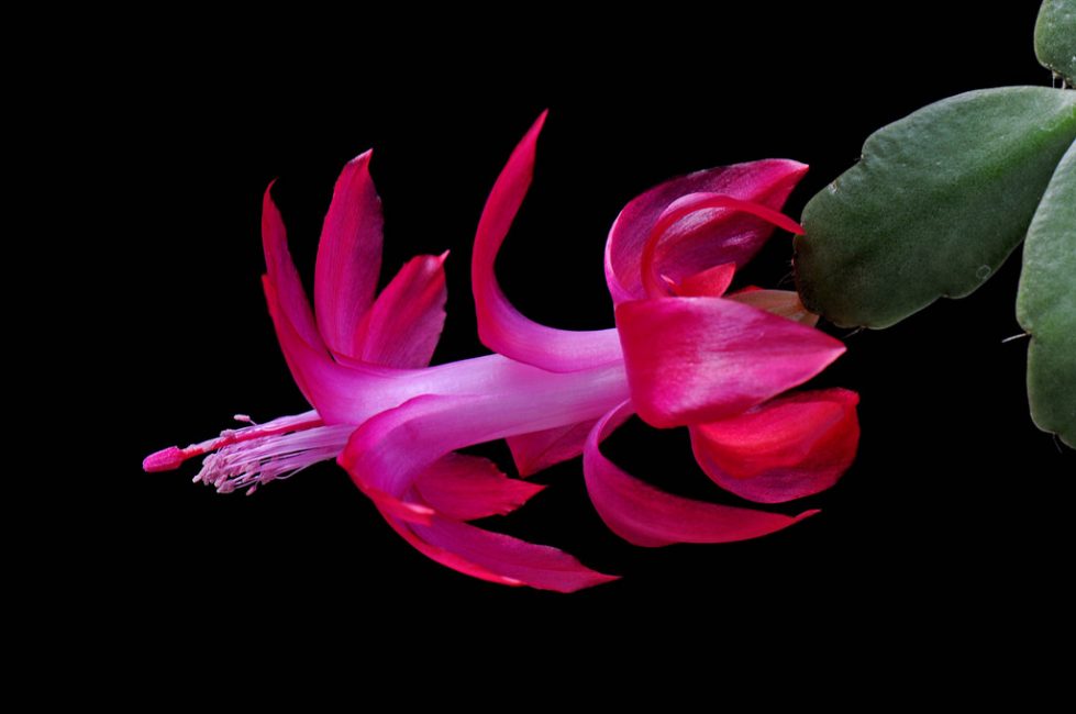 Aquí hi ha una Schlumbergera Russeliana tan inusual en flor (Russelliana)