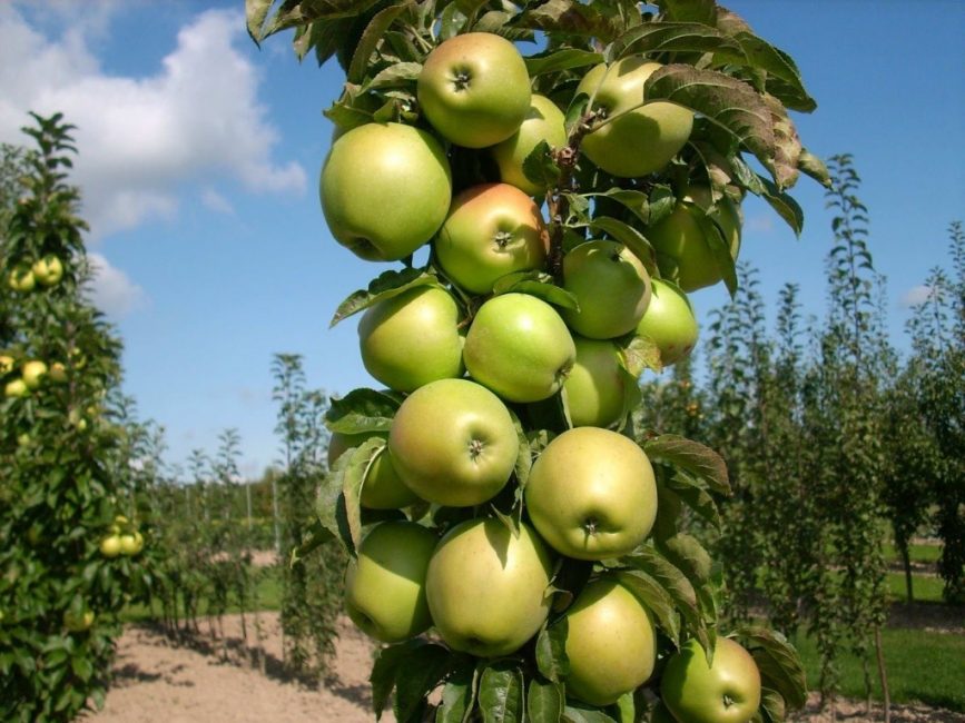 Vzdálenost v řadě mezi sloupovitými jabloněmi je 50 - 70 cm.
