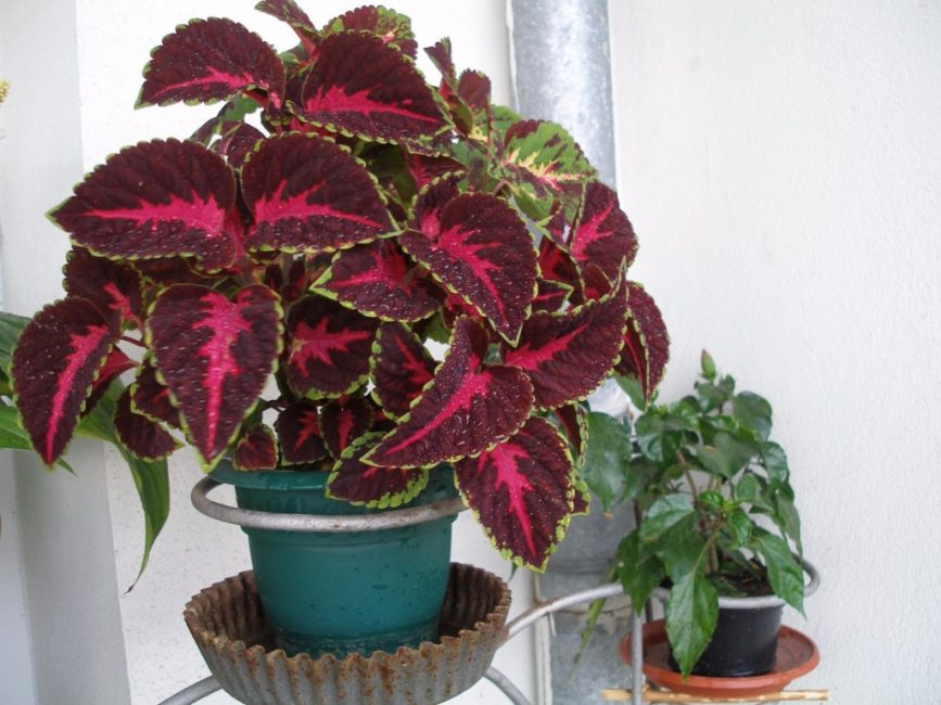 coleus στο σπίτι